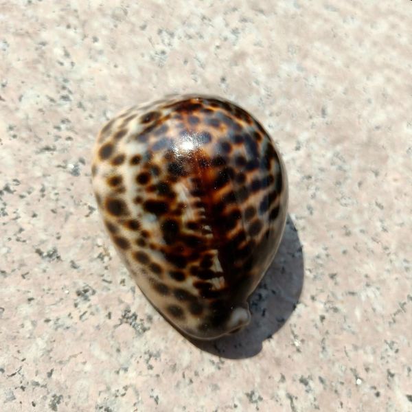 

1pc tabby shell nautical decor seashells specimen natural shell conch collectibles ornaments micro aquarium landscape 60 80mm h bbysyh