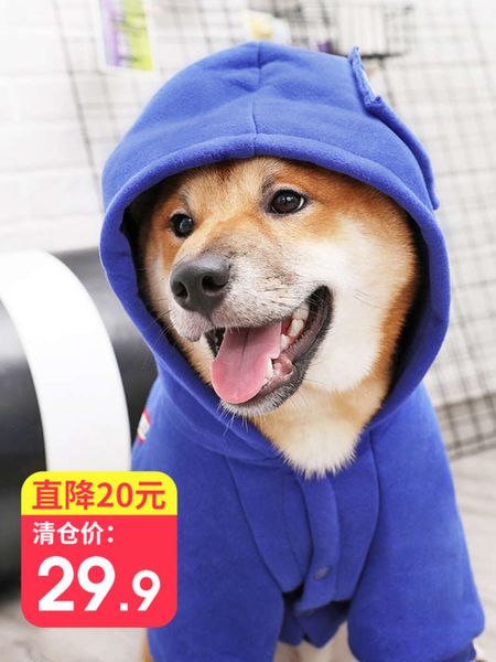 

big golden labrador chai husky kirky medium sized large dog pet autumn and winter clothing