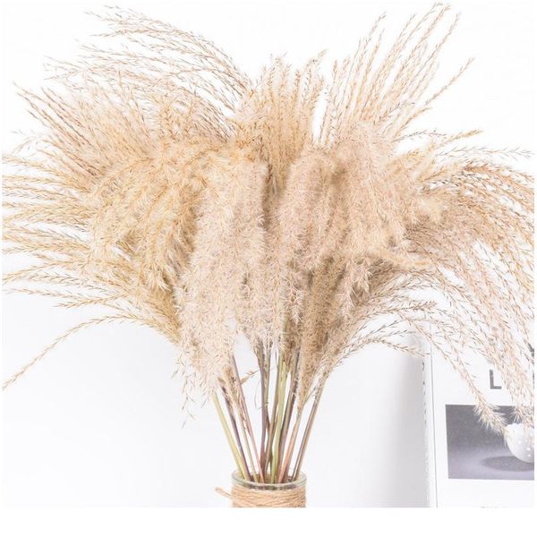 

real dried small pampas grass wedding flower bunch natural plants home decor dried flowers phragmites flower or wmtlxo
