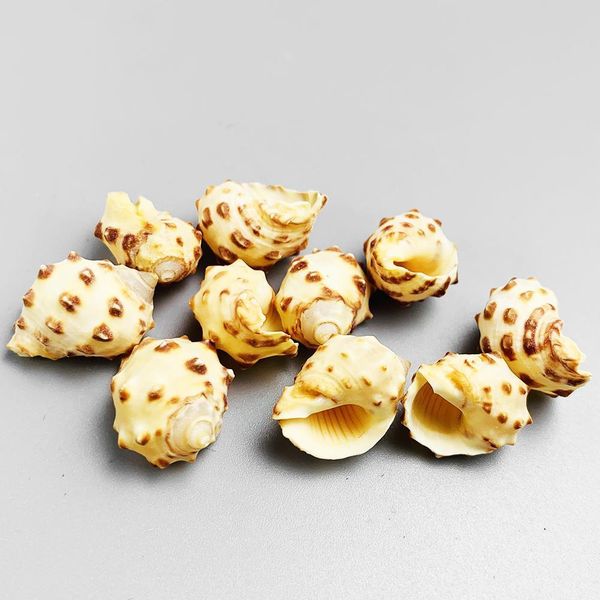

2pcs 1.5 2cm natural lychee conch seashell spotted snail crafts specimen collectibles fish tank decoration aquarium accessories h jllnac