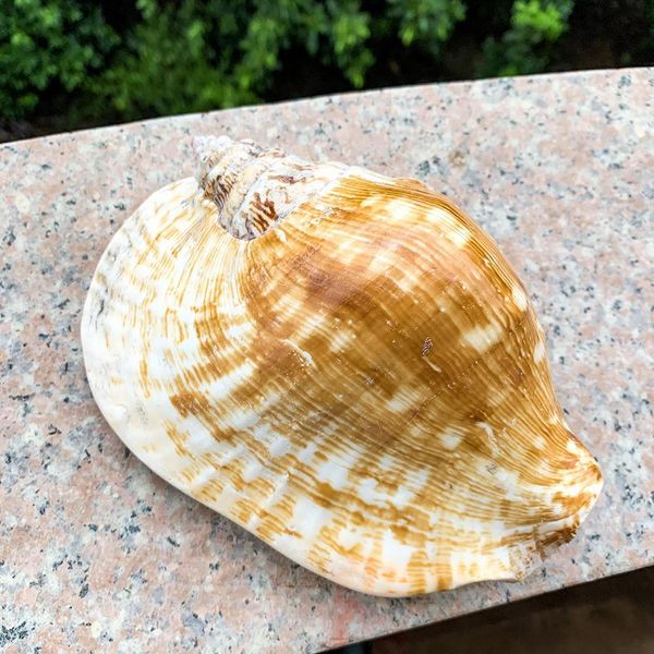 

14 16cm natural large ear conch snail seashells craft collectibles wedding nautical home decor fish ornament aquarium decoration h bbywhm