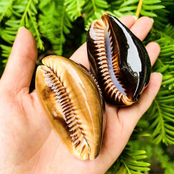 

5 8cm new natural turtle shell conch specimen seashells fish tank landscaping aquarium decoration nautical beach wedding decor h sqcgjo