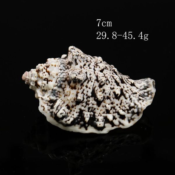 

strombus lobatus raninus polished sea shells approx weight 29g to 45g great for home tank decor display wedding h jllutt