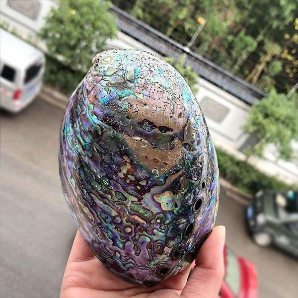 

12 14cm polished natural abalone shells seashell home landscape aquarium decor soap holder craft handmade pacific h bbyepg