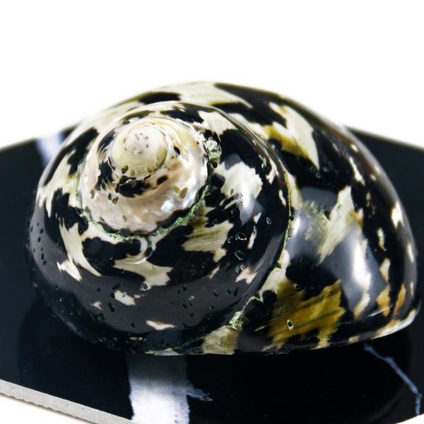 

natural african black gold shell conch specimen beach wedding decor crafts coastal nautical home decor shells for jewelry making h wmtkhe