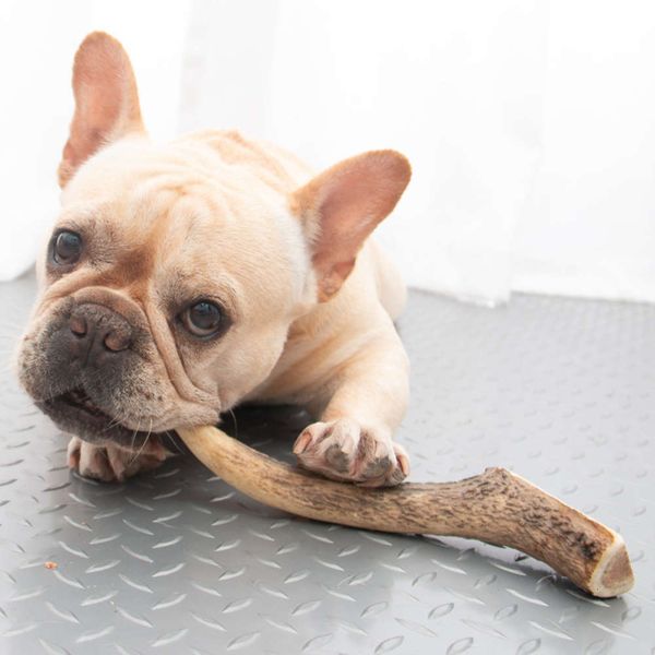 

fuzzyard dog teeth bone cleaning stick gnawing natural antler molars