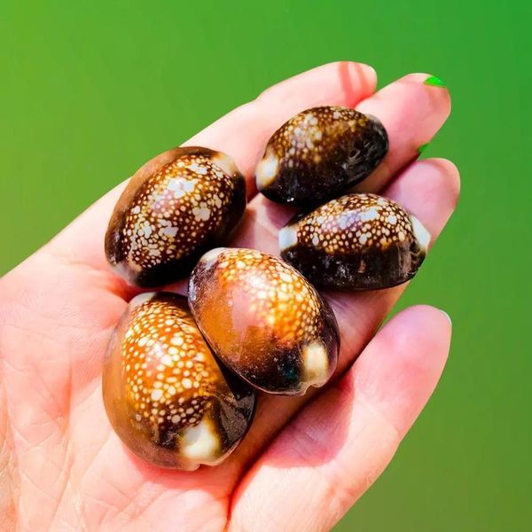 

10pcs natural snow mountain conch shells specimen seashells nautical home decor collectibles aquarium beach wedding decorations h jllers