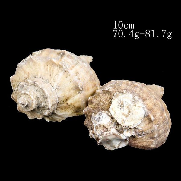 

8 10 см натуральный раковина раковины deewater snail hermit crab seashell морской декор домашнего декора аквариумные аквариумные аксессуары