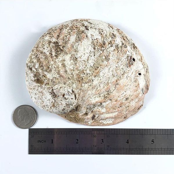 

11 12 см натуральный abalone shells seashell главная аквариум ландшафт diy декор мыло держатель морской домашний декор h jllmfp