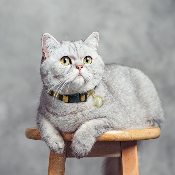 

quick release cat collar with bell safety breakaway cute cat collars for small dogs puppy kitten bbykql