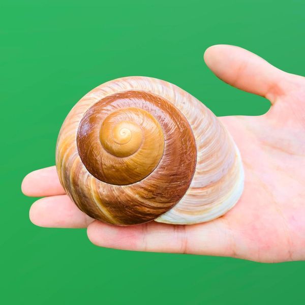 

hermit crab shells turbo shells pearlized sea shells hermit crab house natural round land snail for landscape decor diy h jllsjx