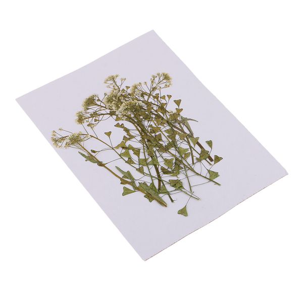 

12 pieces natural pressed dried flowers diy p frame phone case material