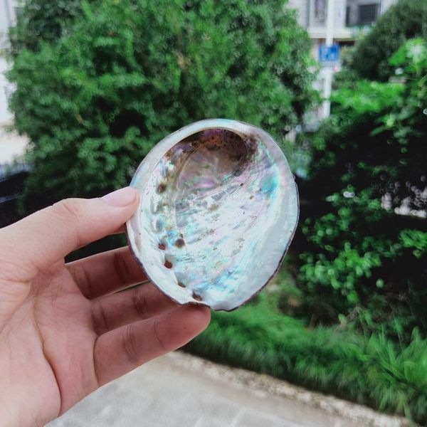 

8 10cm abalone shell natural seashell nautical home decor soap dish beach wedding decoration specimen aquarium landscape h wmtvgp