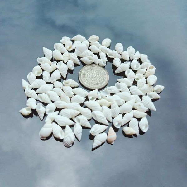 

100pcs natural snail shell aquarium decoration mini white conch seashell diy crafts for party beach wedding home decor nautical h bbyhnw