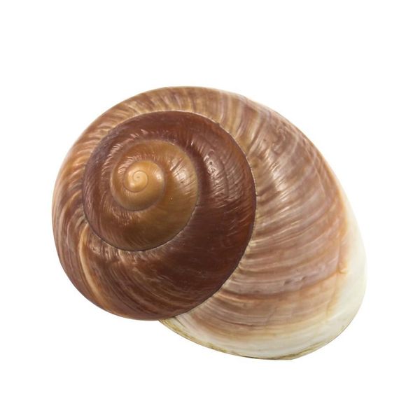 

7 8cm natural snail shell hermitage crab spare replacement shell bread conch seashells nautical home decor acquarium accessory h bbyggr