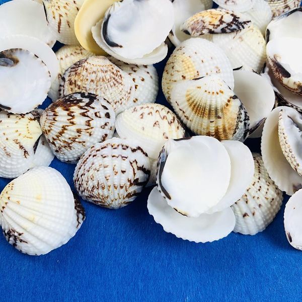 

10pcs 3 5cm natural seashell eagle wings shell home wedding beach decor fish tank aquarium decoration accessory candle material h bbynlg