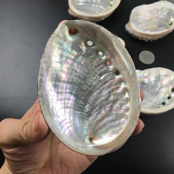 

natural abalone shells seashells home aquarium landscape diy nautical decor soap holder 9 10cm craft collectable jewelry holder h jllaul