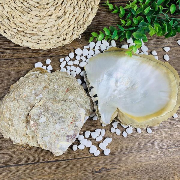 

15 16cm large natural seashell nautical home decor craft jewelry tray specimen collectibles diy fish tank aquarium landscaping h jlltbr