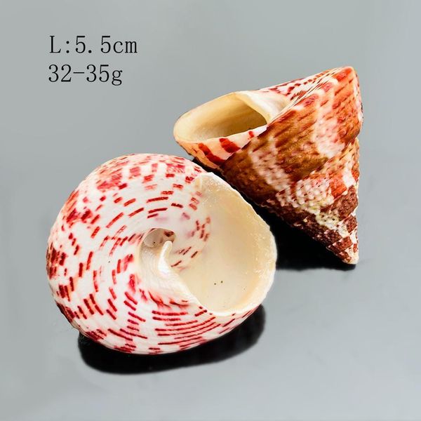 

1pc natural strawberry conch seashells craft shells specimen nautical decor wedding beach ornaments aquarium landscape h bbybys
