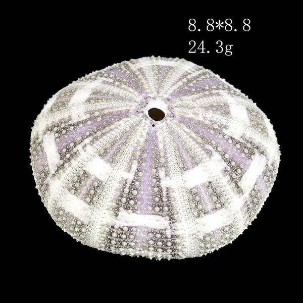 

6 10cm natural eight trigrams sea urchin shell conch nautical home decor diy ocean beach wedding decor specimen crafts h jllpky