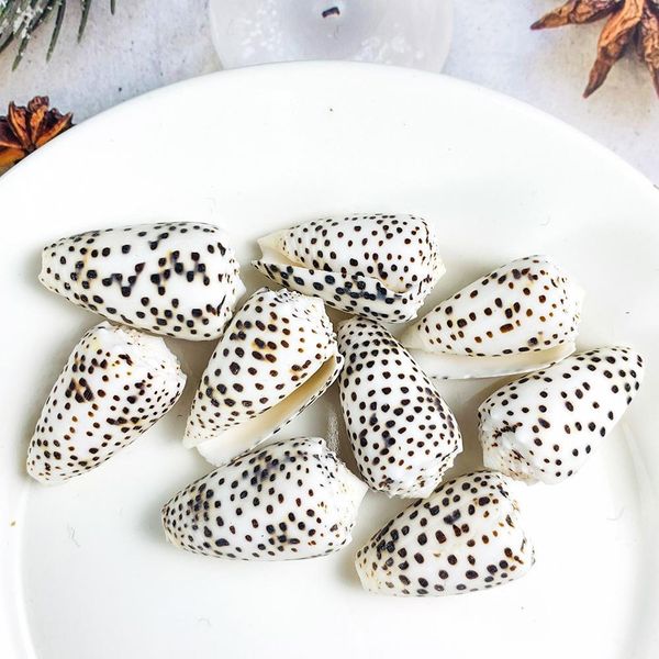 

2pcs 2 5cm natural conch mini conch spotted corn shells specimen diy aquarium landscape seashells crafts nautical home decor h jllzsa