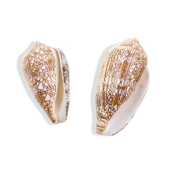 

new vase screw weaving conch seashells nautical home decor shell beach wedding decorations specimen aquarium micro landscape h jllgll