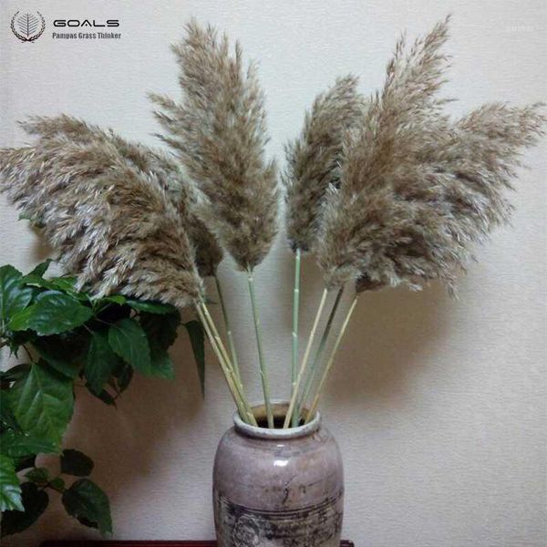 

decorative flowers & wreaths light color wedding pampas most beautiful reed christmas decor grass flower bunch natural dried plants1