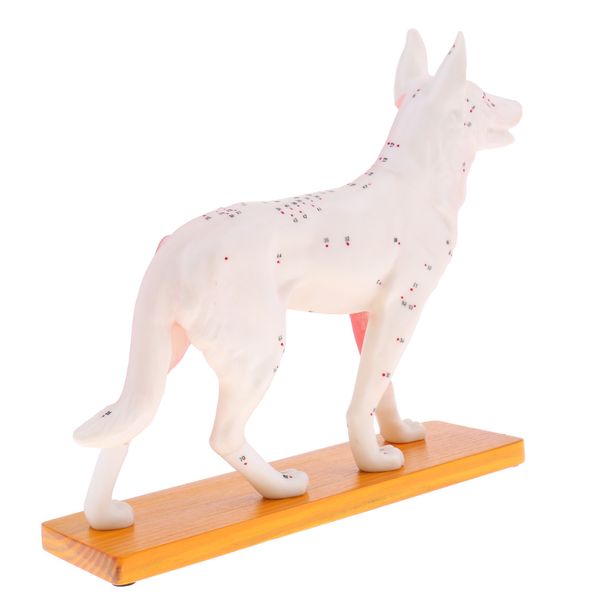 

dog acupuncture anatomical model with 72 acupuncture points professional teaching tool science educational