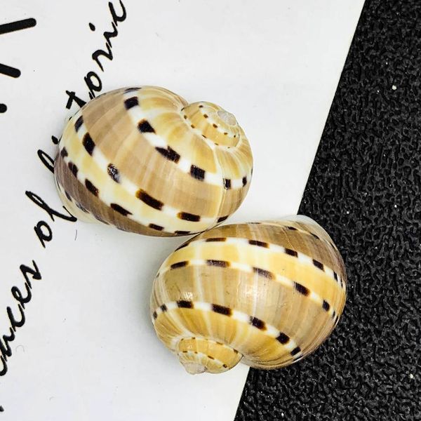 

2 3cm natural conch shell butterfly winged conch speck jade conch collection specimen special for hermit crab aquarium landscape h bbyswx