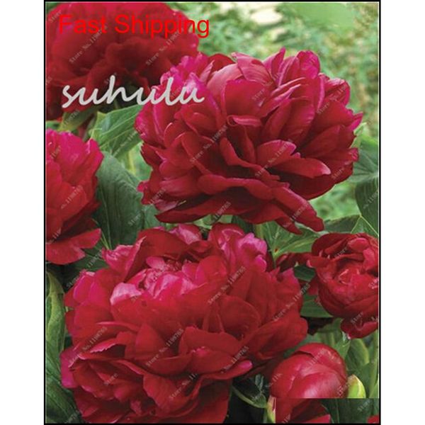 

10 pcs/bag mixed color peony seeds chinese rose tree peony seeds beautiful decoration bonsai flower plant qylgxp yh_pack