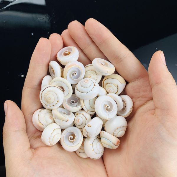 

5pcs natural spiral shell for pgraphy decor home room office table bedrooms gallery fish tank decor beach party diy landscap h jllyit