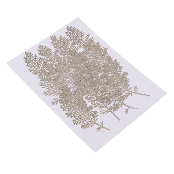 

natural senecio cineraria real pressed dried flowers embellishments diy herbarium materials card making jewelry resin crafts scrapbooking