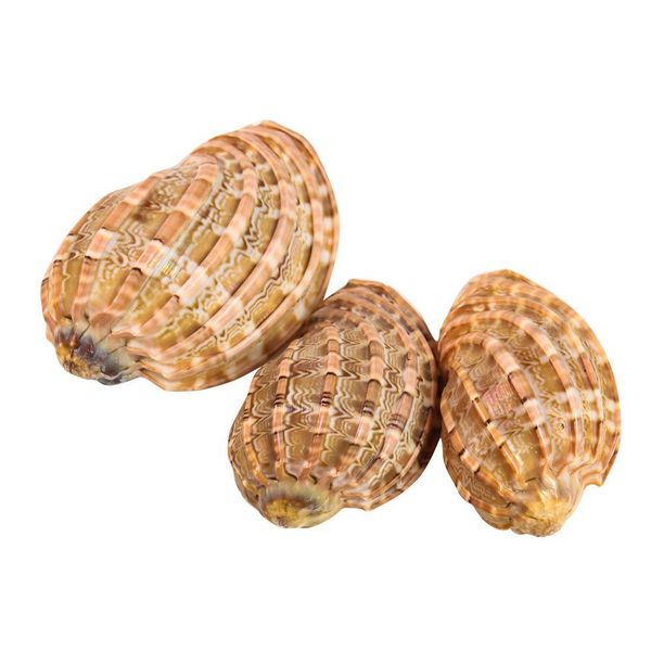 

7 10cm natural rare harp shell carambola conch seashell collectibles specimen mascot aquarium tank landscape nautical home decor h jllcmj