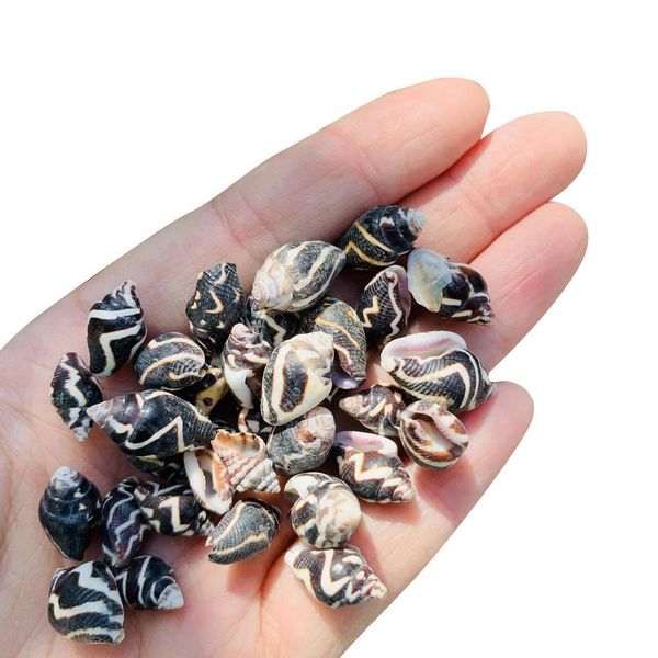 

20pcs zebra ripple conch shells natural mini conch stripe seashell aquarium landscape decor accessories diy drifting bottle h bbyubh