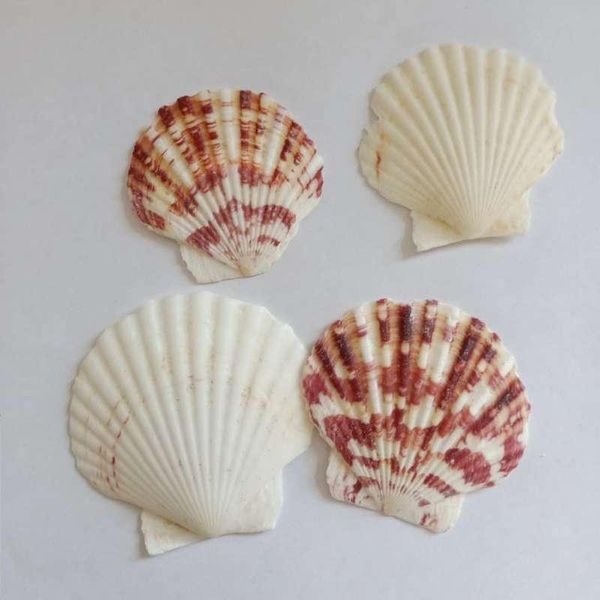 

10pcs lot sea shells natural scallop seashell beach wedding decorations home decor ocean ornaments diy shell for jewelry making h jllrgm