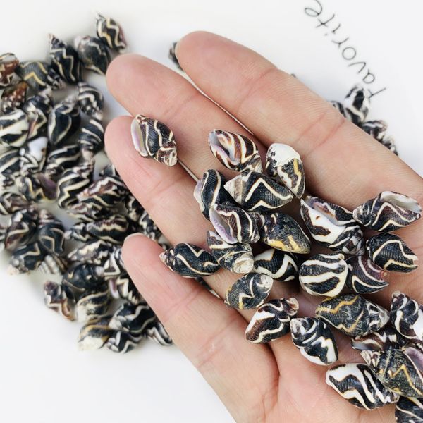 

5 10pcs natural shell seashell for pgraphy decor home room office table bedrooms fish tank decor beach party diy landscap h jllhjd