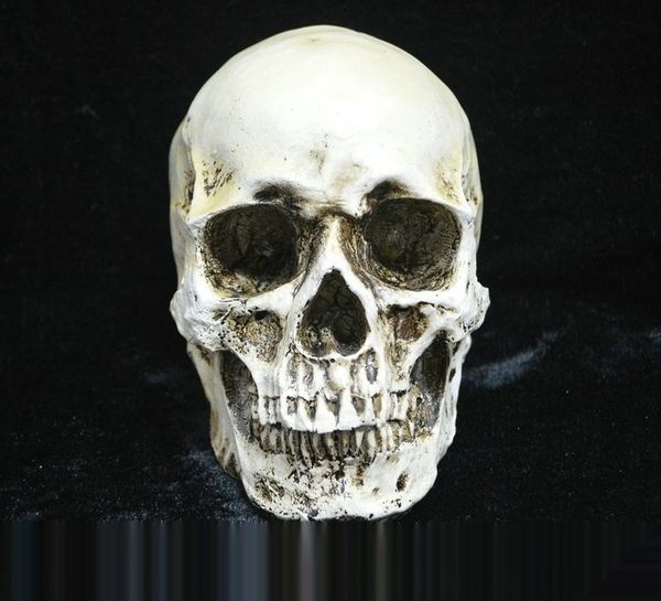 

hvpd8 halloween collection edition high human model resin halloween human edition high simulation 1 collection 1 simulation modelskull resin