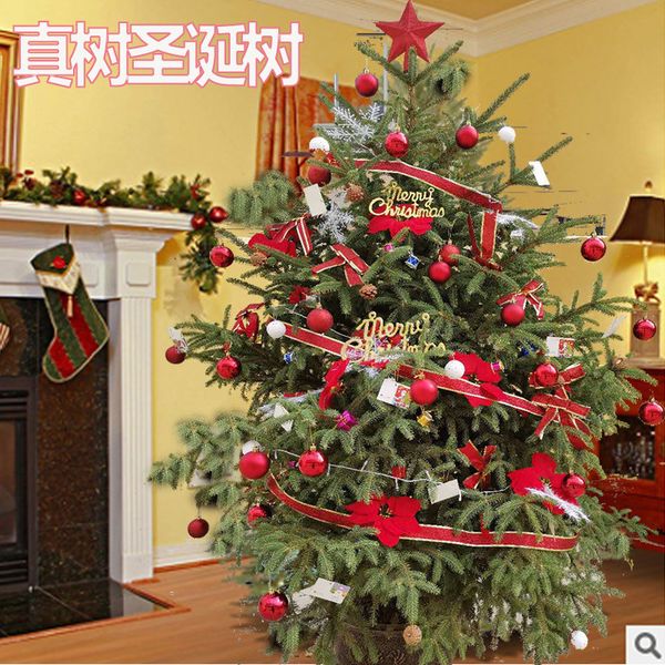 

fresh real with roots green cutting spruce decorated christmas tree 1.51.8m