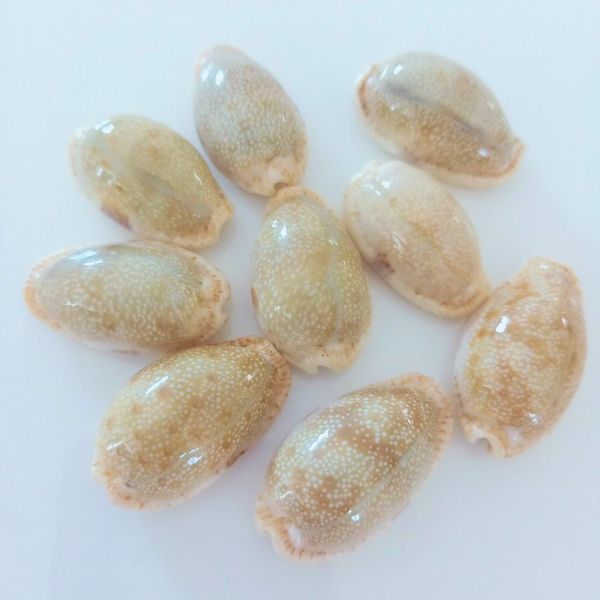

2pcs rare conch shell specimen snail nautical home decor craft collectibles natural conch fish tank aquarium landscape sea decor h jllljp