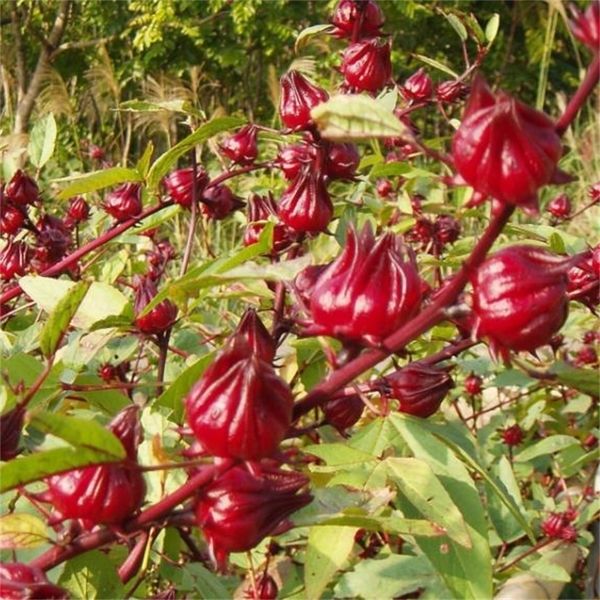 

roselle natural real 100% pressed new plant dried flowers head home christmas supplies decor diy wall material 10g