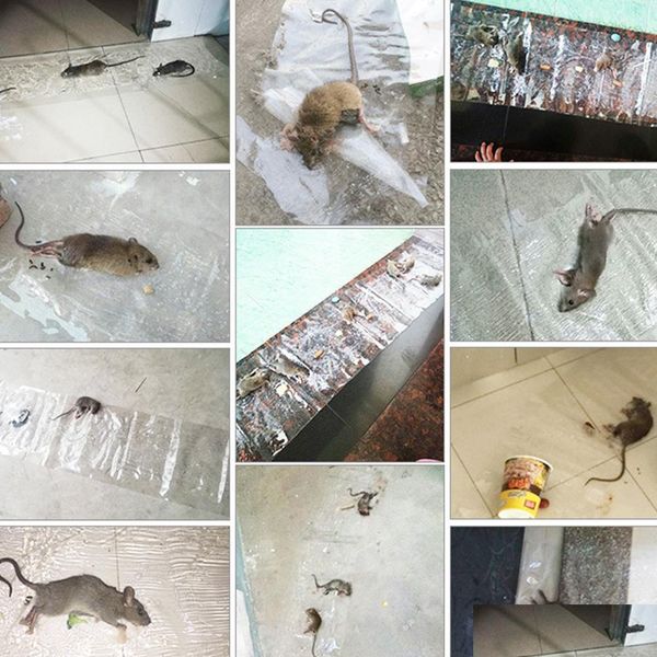 

strong glue sticky mouse moisture-proof pest control board mi qylhbu lipper