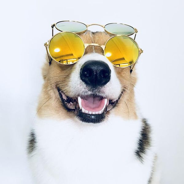 

medium large dog glasses fashion eye-wear pet sunglasses for cats christmas ps props pet grooming dog accessories supplies wmtdyc