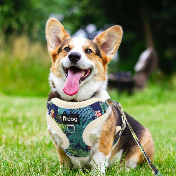 

soft padded mesh harness vest leash for small dogs chihuahua printed puppy cat harness walking running leash rope arn wmtwva