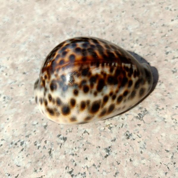 

1pc tabby shell nautical decor seashells specimen natural shell conch collectibles ornaments micro aquarium landscape 60 80mm h jllvph