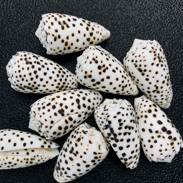 

2pcs 2 5cm natural conch mini conch spotted corn shells specimen diy aquarium landscape seashells crafts nautical home decor h sqcqra