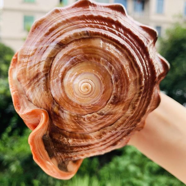 

natural big sea shells snail wanbao conch nautical home decor beach wedding decorations collectibles specimen aquarium landscape h wmtxca