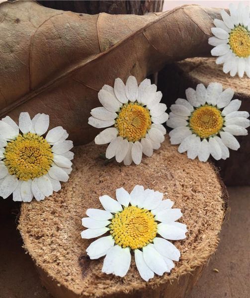 

dried flowers specimens dye white chrysanthemum for diy handmade kids teaching plants material 1 lot/120 pcs