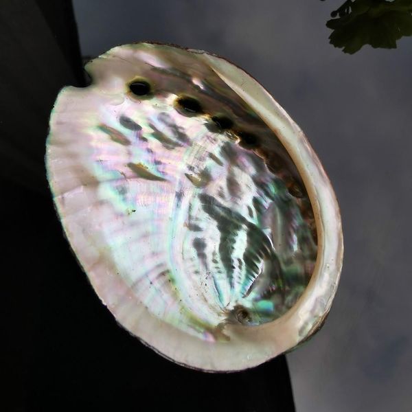 5pcs 8 9cm de abalone shell natural dreamas de casamento náutico decorações de casamento artesanato marinho de casca marinho colecionáveis ​​Aquário paisagem h jlldsz
