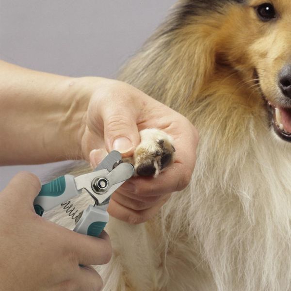 

dog cat nail clipper trimmer stainless steel small pet acessorios dog nail clippers scissors for dog product wmtpwk bdegarden