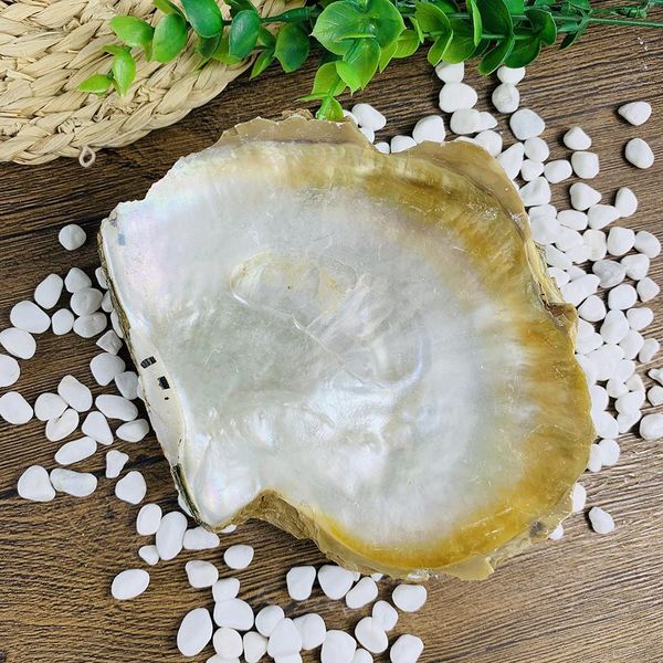 

15 16cm large natural seashell nautical home decor craft jewelry tray specimen collectibles diy fish tank aquarium landscaping h jllsxv